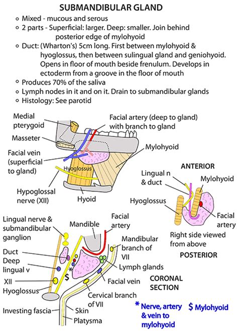 Instant Anatomy Head And Neck Vessels Arteries Lingual Artery Images