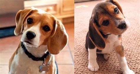 According To Science This Is What It Means When Your Beagles Tilt