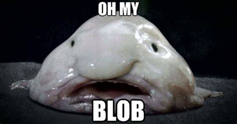 The best gifs are on giphy. oh my blob - of blobfish meme made by mikey | Blobfish ...