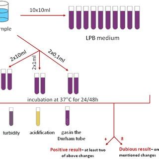 Multiple Tube Fermentation Technique Confirming Test For Coliforms Download Scientific Diagram