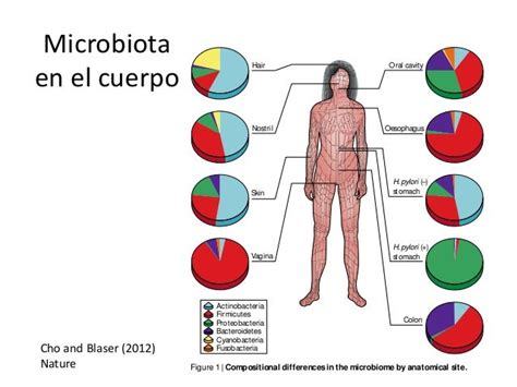 Los 3 Tipos De Microbiota En El Cuerpo Humano Images