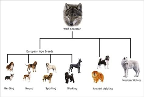 Evolution Of Dogs Timeline Timetoast Timelines