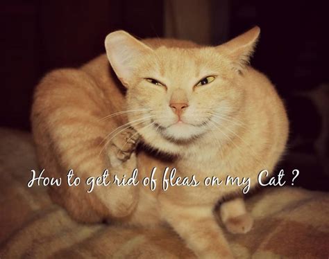 Have you struggled to get rid of fleas on cats or dogs? How to get rid of fleas on my cat
