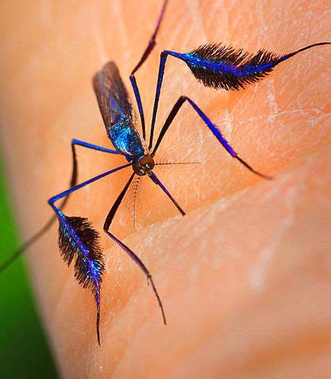 Sabethes Cyaneus The Beautiful But Maddening Bellbottomed Mosquito