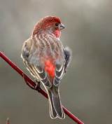 Ruby Red House Finch Pictures