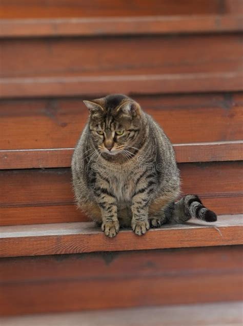 Fat Cat Sitting On The Wooden Staircase Stock Image Image Of Fluffy