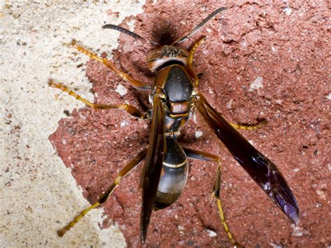 Paper Wasps Paper West Removal And Paper Wasp Sting Info