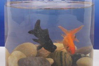 Keeping and maintaining clean rocks and a healthy aquarium is not a difficult task. The Best Way to Clean Aquarium Rocks | Pets - The Nest