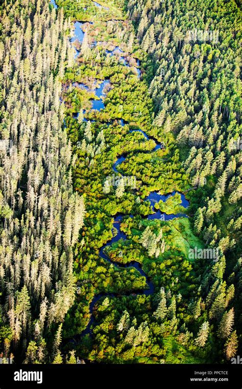 Boreal Forest In Northern Alberta Canada Near Fort Mcmurray Stock