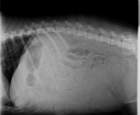 Dog Pregnancy X Ray Dog Forum