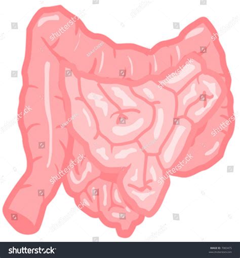 Vector Drawing Of Intestines Isolated On A White