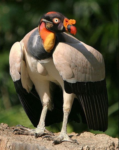 King Vulture Beautiful Birds Birds Pet Birds