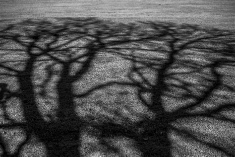 Black And White Branches Park Shadows Trees 4k Wallpaper