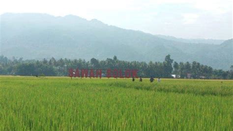 Menikmati Pemandangan Hamparan Sawah Solok Yang Menyegarkan Mata Bisa