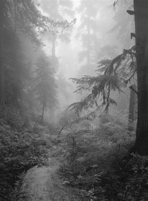 Foggy Forest 1 © 1971redwood National Park Ca Clyde Butcher Black