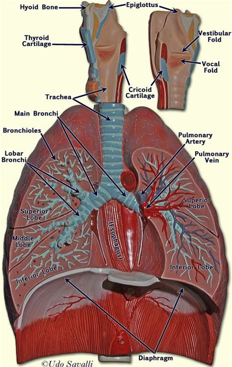 10 Best Images About Human Anatomy On Pinterest Respiratory System
