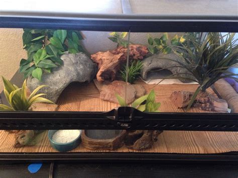 Pin By Kellen On Pets And Enclosures In Leopard Gecko Leopard