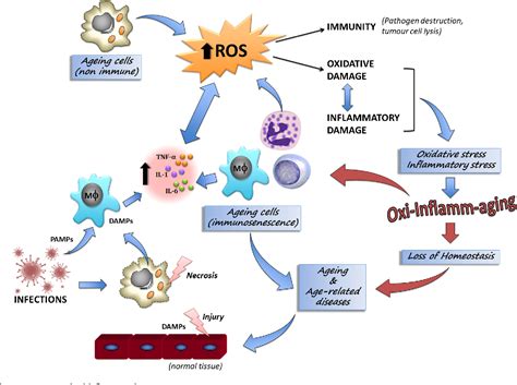 The Role Of Oxidative And Inflammatory Stress And Persistent Viral