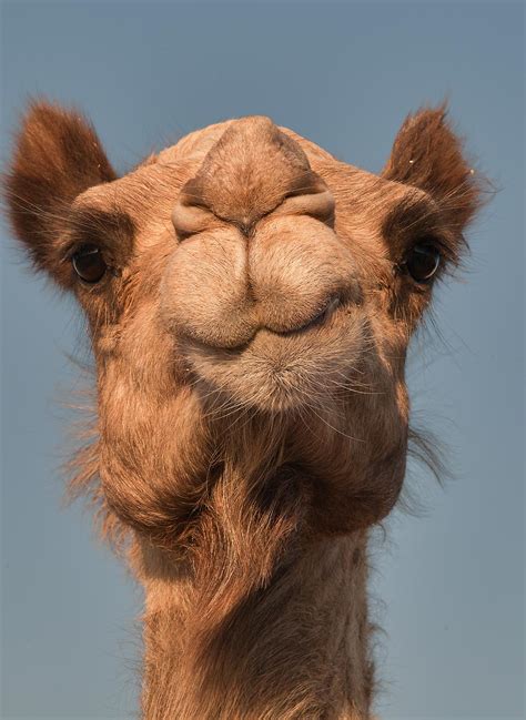 Fotosearch enhanced rf royalty free. Camel face - search in pictures