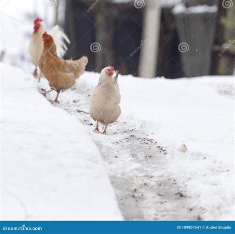 Chicken In The Snow On The Nature Stock Image Image Of Rooster Rural 109804341