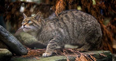 Scottish Wildcat Action Rzss Conservation
