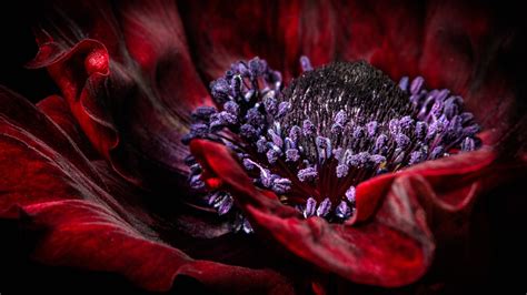 Wallpaper Red Poppy Flower Macro Photography Pistil