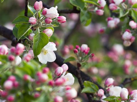Nun laufen die gartenarbeiten auf hochtouren. Gartenblog Geniesser-Garten : Gartenrundgang im April
