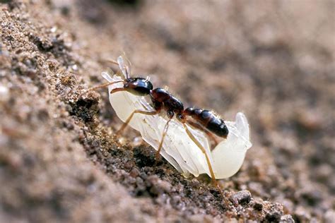 Army Ant Carrying Pupa Photograph By Patrick Landmannscience Photo