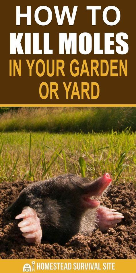 13 Best How To Get Rid Of Moles In The Yard Images Mole Garden Pests