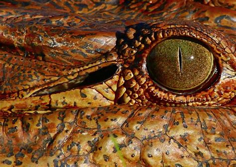 Croc Eye Free Photo Download Freeimages