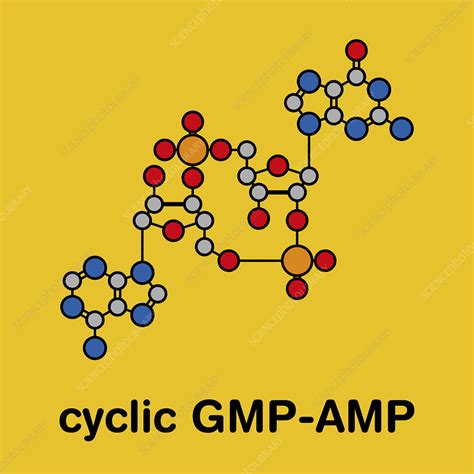 Cyclic Guanosine Monophosphate Adenosine Monophosphate Stock Image