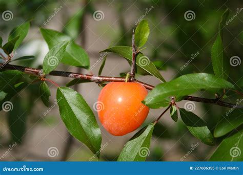 Native Plum Tree Wild Plums Growing In East Texas Stock Image Image
