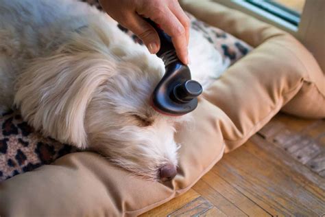 Save Money By Grooming Your Dog At Home Vetbabble