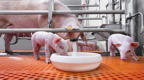 Creep Feed For Piglets 25kg Feed Terratiga Nigeria