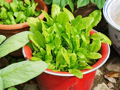 Container gardens are easy to take care of. Got a Black Thumb? Try These 10 Tips for Growing a ...