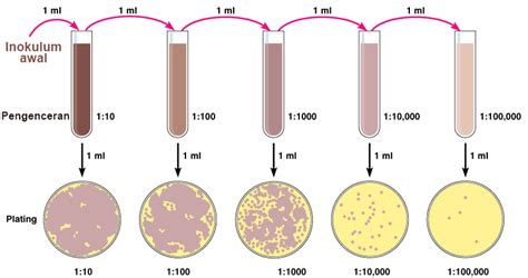 Check spelling or type a new query. Materi dan Panduan Enumerasi Mikroba, Dilengkapi Gambar ...