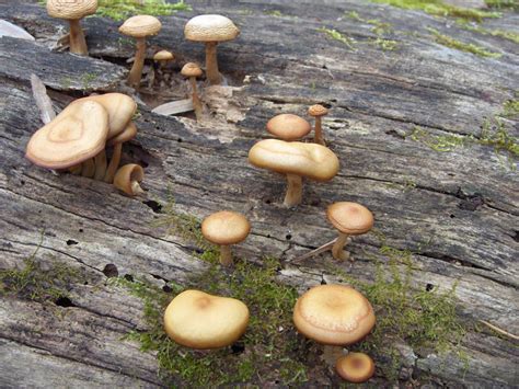 Where Can I Get Magic Mushroom Spores All Mushroom Info