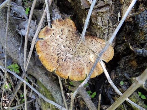 Morels Arent The Only Edible Fungus In Spring