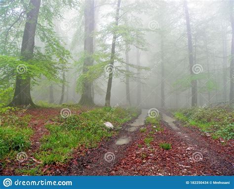 Road In A Misty Forest Spring Time Stock Photo Image Of Mist