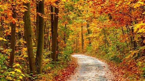 Autumn Forest Landscape Road 1366 X 768 Hdtv Wallpaper