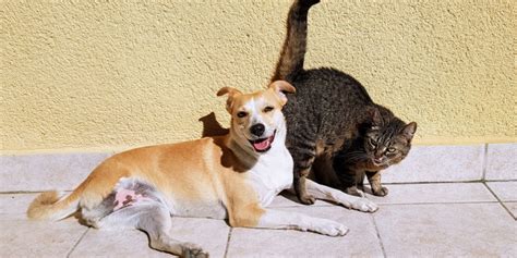 G21 Viral Facebook La Amistad Entre Un Perro Y Un Gato Es Tan