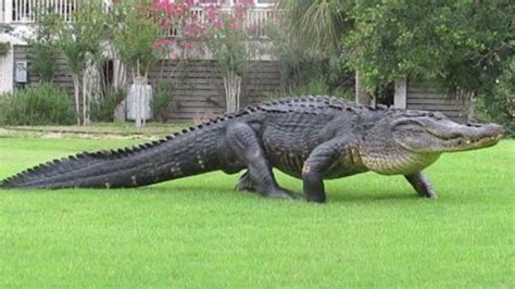 Image Result For Alligator American Alligator Alligator Alligator Image