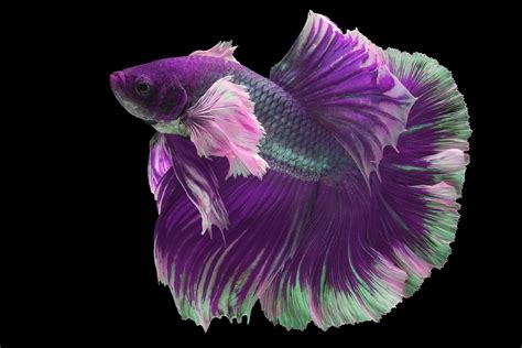 Types Of Betta Fish Patterns Colors Tails With Pictures Pet Keen