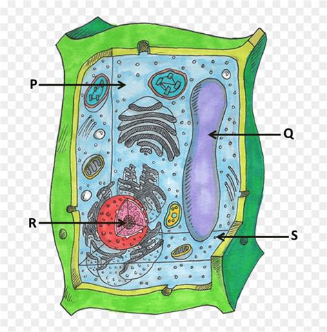Plant Cell Diagram Labeled 9th Grade