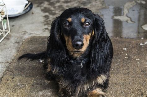 We stay as close to the akc breed standard as possible, and are. Dachshund Dogs: 10 Things You Didn't Know! - Dog Training Me