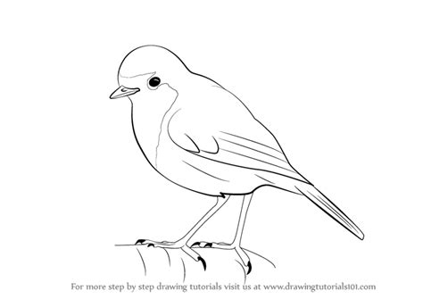How To Draw A Robin Birds Step By Step
