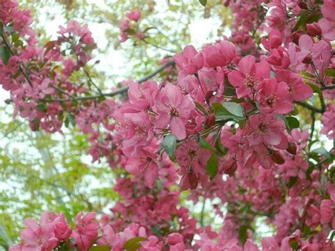 Best Flowering Shade Trees Plantingtree