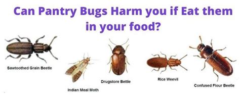 Are Pantry Bugs Harmful If Eaten Learn How To Get Rid Of Each