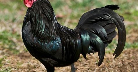 Big Black Cock Album On Imgur