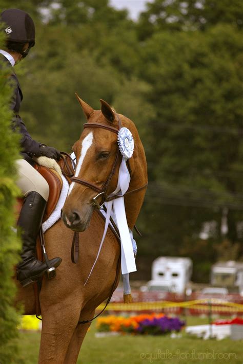 theme | equestrian - CHJA finals weekend, 2014 | Equestrian, Equestrian ...